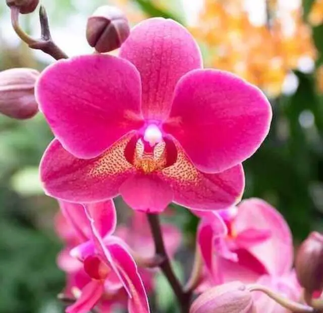 cropped-flor-de-orquidea.jpg