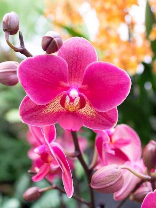 cropped-flor-de-orquidea.jpg