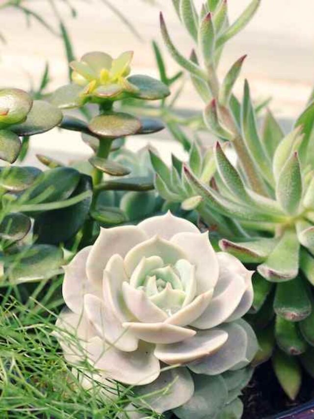 cropped-jardim-de-suculentas.jpg