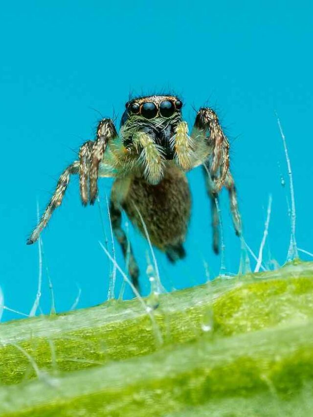 cropped-os-pelinhos-das-plantas.jpg