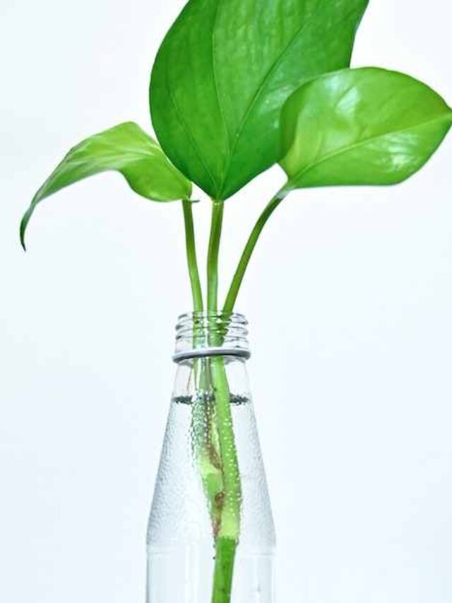 cropped-planta-jiboia-na-garrafa-com-agua.jpg