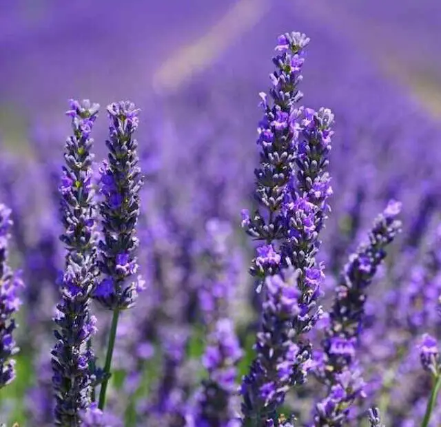 cropped-planta-lavanda-citrica.jpg