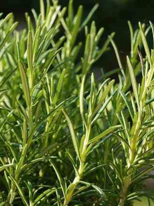 cropped-plantar-alecrim-de-galho.jpg