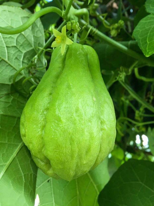 cropped-plantar-chuchu-que-ja-esta-brotando.jpg