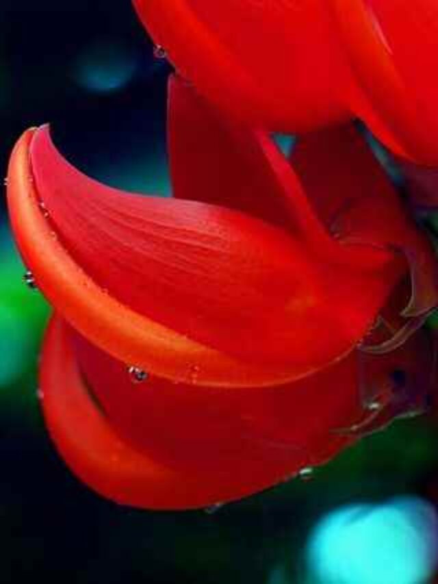 cropped-plantar-jade-flor-vermelha.jpg