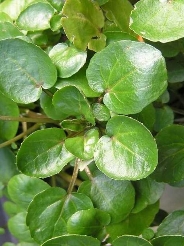 cropped-veja-como-plantar-agriao-na-agua.jpg