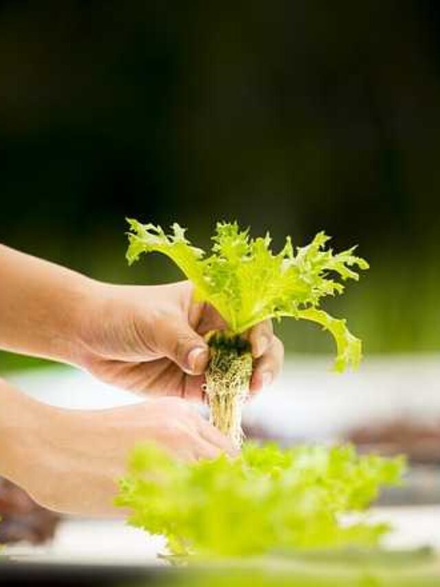 cropped-veja-como-plantar-alface-na-garrafa-pet.jpg