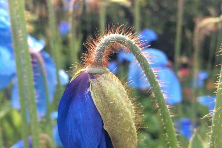 Flor de macaco do Himalaia: uma planta exótica e rara
