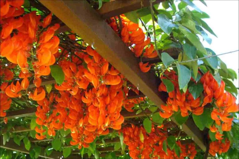 Jade flor vermelha: conheça mais sobre essa planta