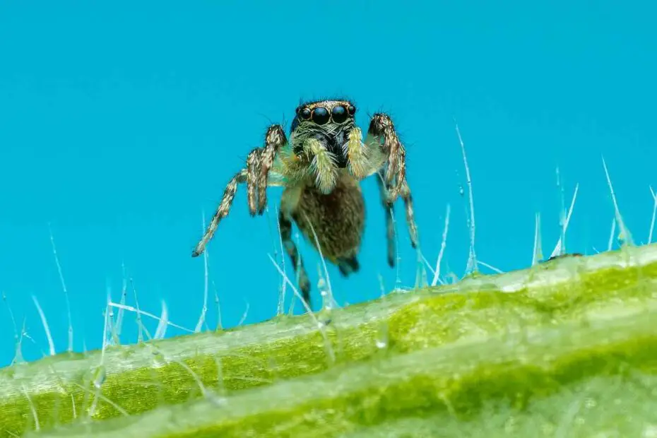 Os Pelinhos Das Plantas Veja Para Que Eles Servem