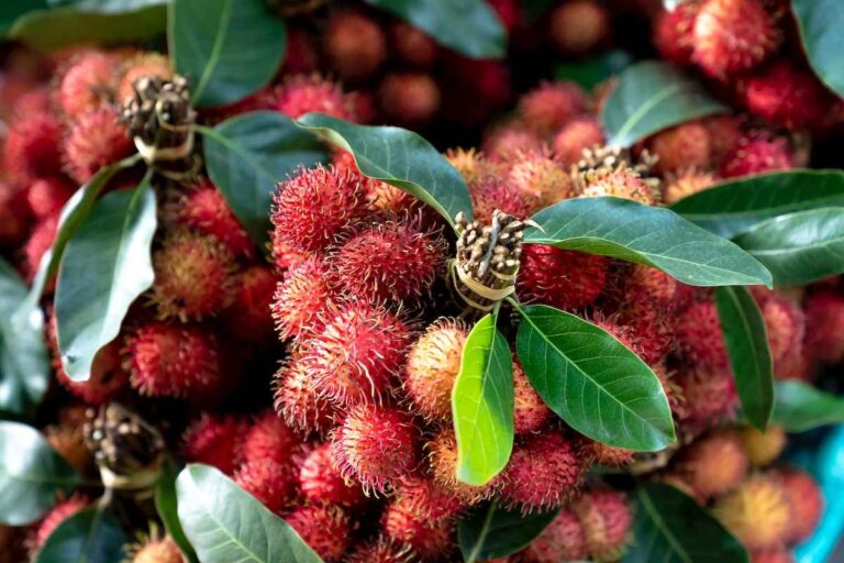 Árvore rambutan: a planta exótica que encanta jardineiros