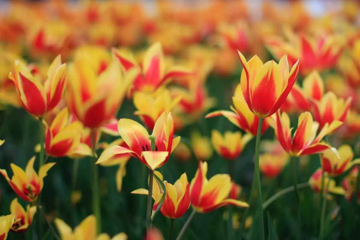 Como Cuidar De Tulipas Plantadas Em Vaso