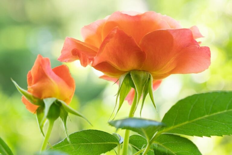 Como plantar rosa com galho de um jeito simples