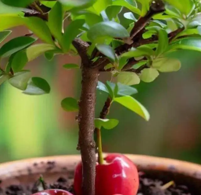 cropped-como-plantar-acerola-em-vaso.jpg