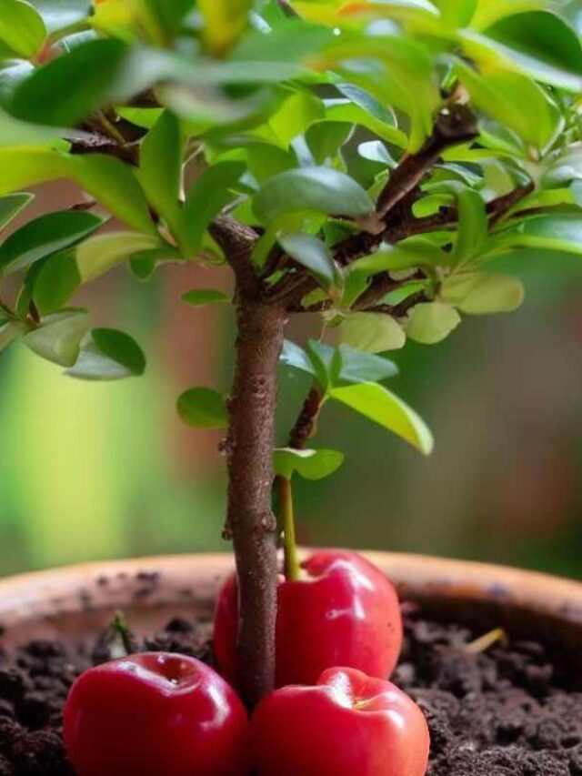 cropped-como-plantar-acerola-em-vaso.jpg