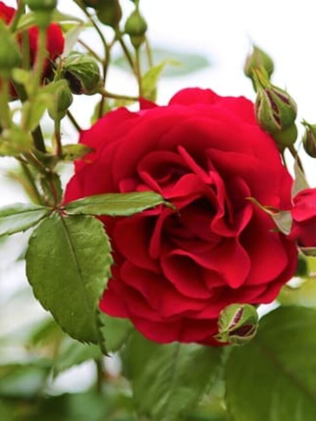 cropped-como-plantar-rosa-com-galho.jpg