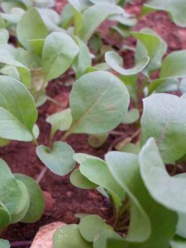 cropped-como-plantar-rucula-em-vaso.jpg