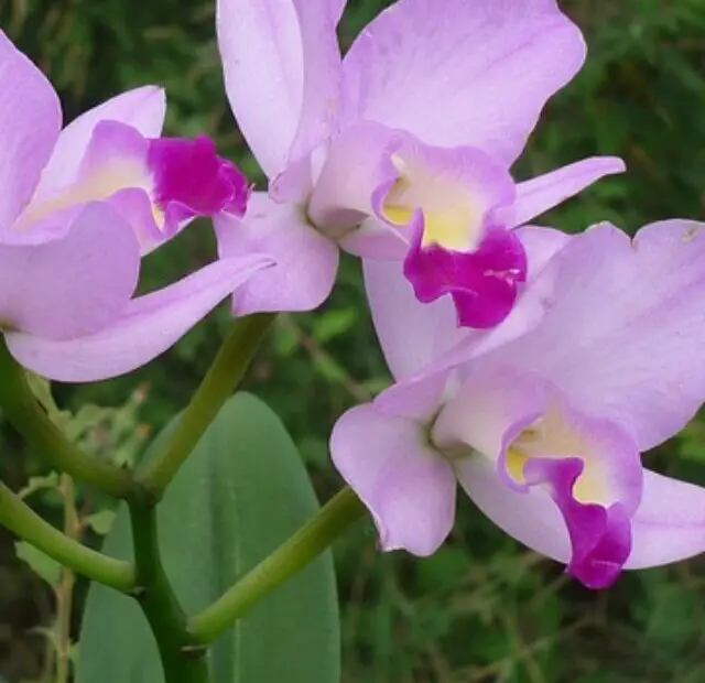cropped-orquidea-rosa-cattleya.jpg