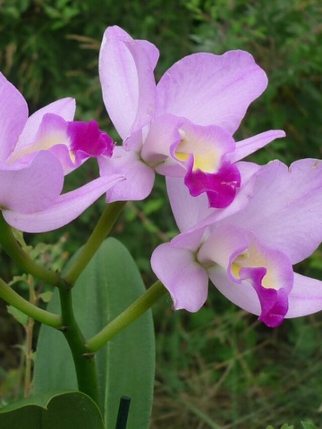 cropped-orquidea-rosa-cattleya.jpg