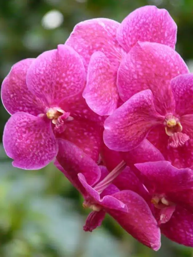 cropped-orquidea-rosa-vanda.jpg