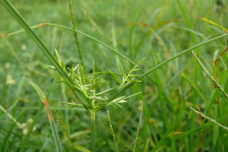 Planta erva de rato: o que é, para que serve e como cultivar