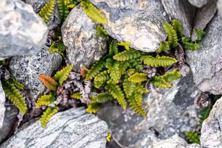 Plantas pequenas e sem sementes: o que são e como cuidar delas
