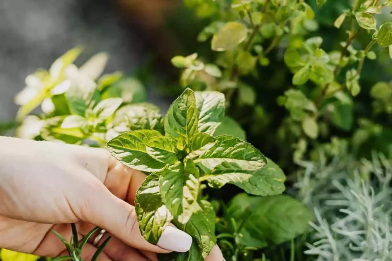 5 plantas que afastam baratas