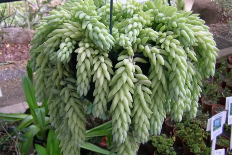 Suculenta Arroz-de-Rato: guia completo para cultivar