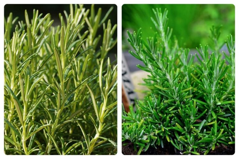 Como plantar alecrim em casa: dicas para um cultivo próspero