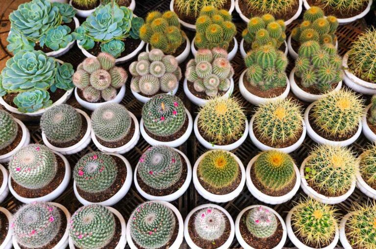 Como plantar cactos e cultivá-los com sucesso