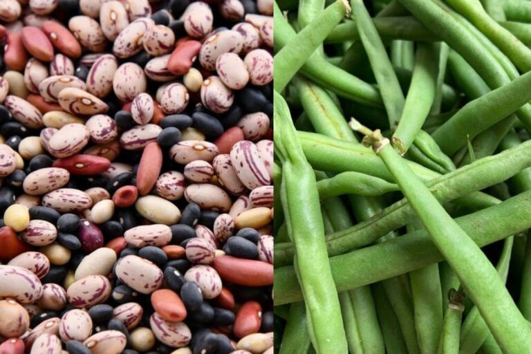 Guia definitivo de como plantar feijão: do plantio à colheita