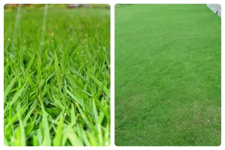 Tenha um lindo jardim: como plantar grama esmeralda