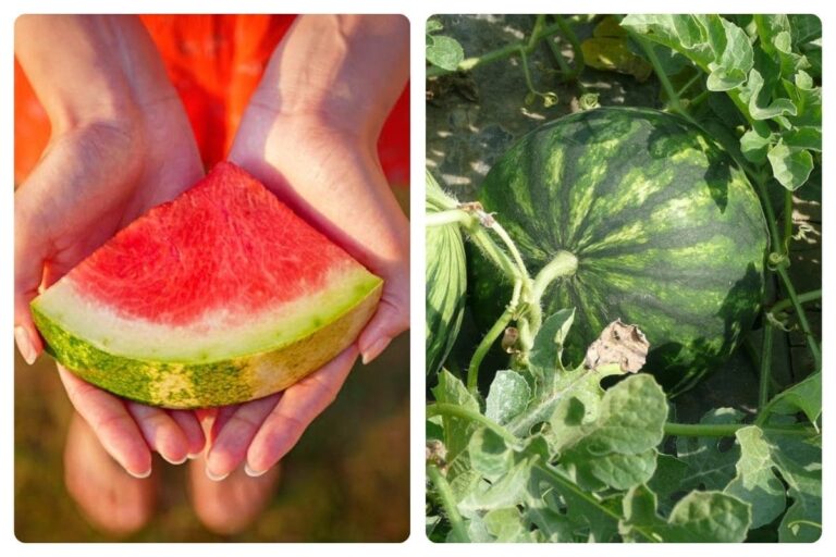 Como plantar melancia e obter frutos suculentos