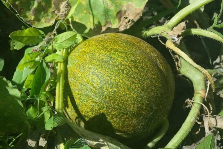 Como plantar melão em casa: dicas para uma colheita farta