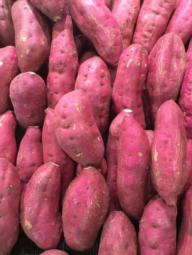 cropped-como-plantar-batata-doce-1.jpg
