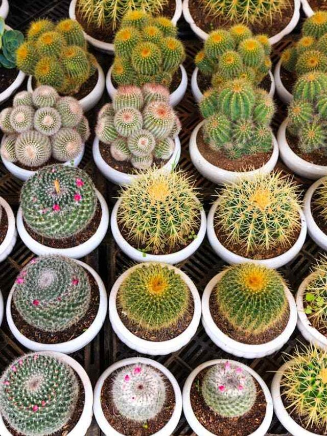 cropped-como-plantar-cactos.jpg