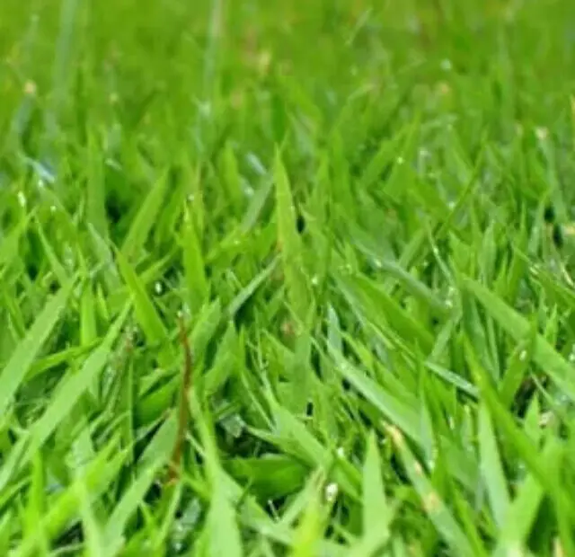 cropped-como-plantar-grama-esmeralda-1.jpg