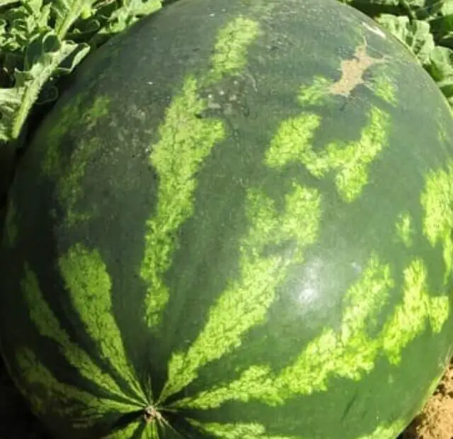 cropped-como-plantar-melancia-3.jpg