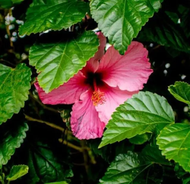 cropped-hibisco-para-cerca-viva.jpg