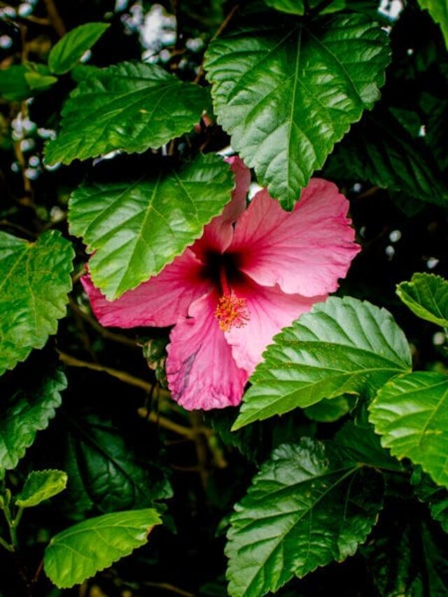 cropped-hibisco-para-cerca-viva.jpg