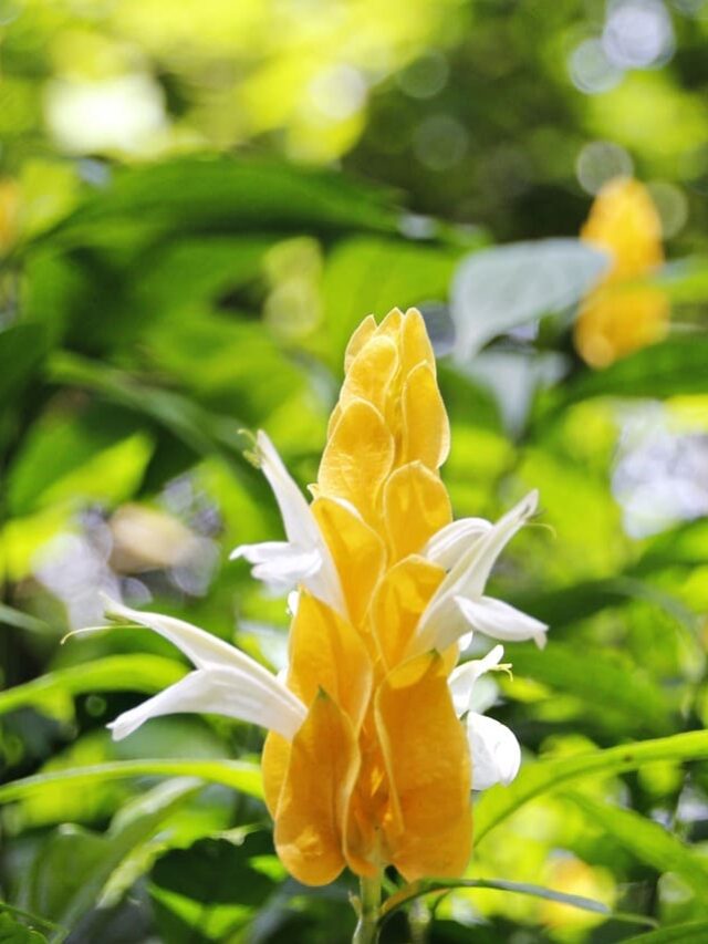 cropped-planta-camarao-amarelo-02.jpg