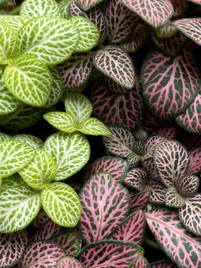 cropped-planta-fitonia-04.jpg