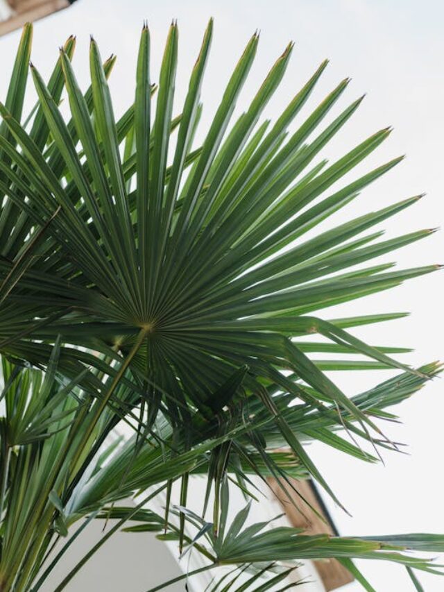 cropped-planta-palmeira-azul-01.jpg