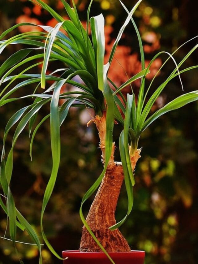 cropped-planta-pata-de-elefante.jpg