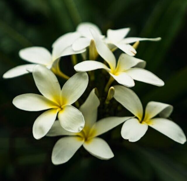 cropped-plumeria-pudica-e-venenosa-01.jpg