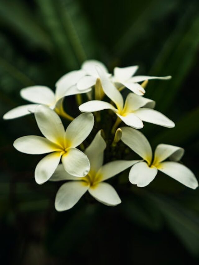 cropped-plumeria-pudica-e-venenosa-01.jpg