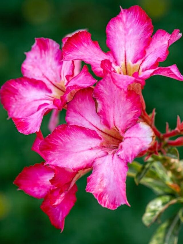 cropped-rosa-do-deserto-para-muda-02.jpg