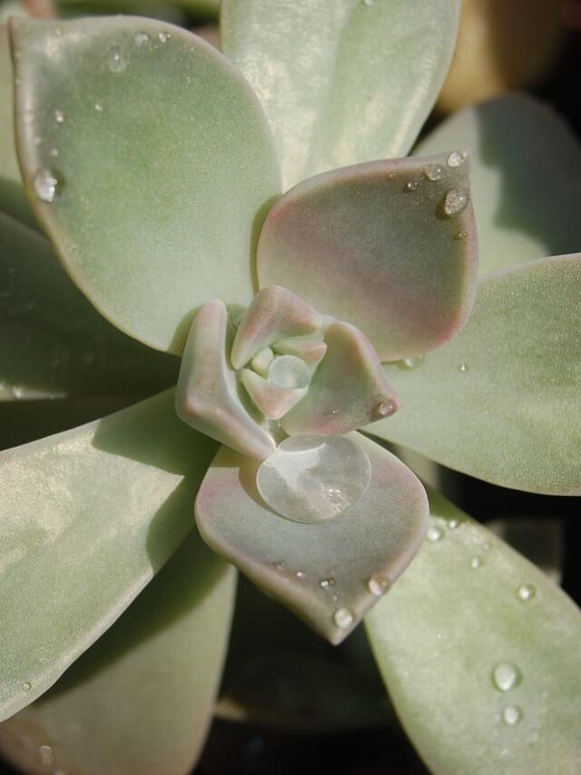 cropped-suculenta-planta-fantasma.jpg