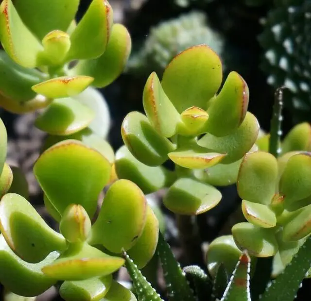 cropped-suculenta-planta-jade.jpg