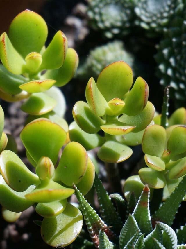 cropped-suculenta-planta-jade.jpg